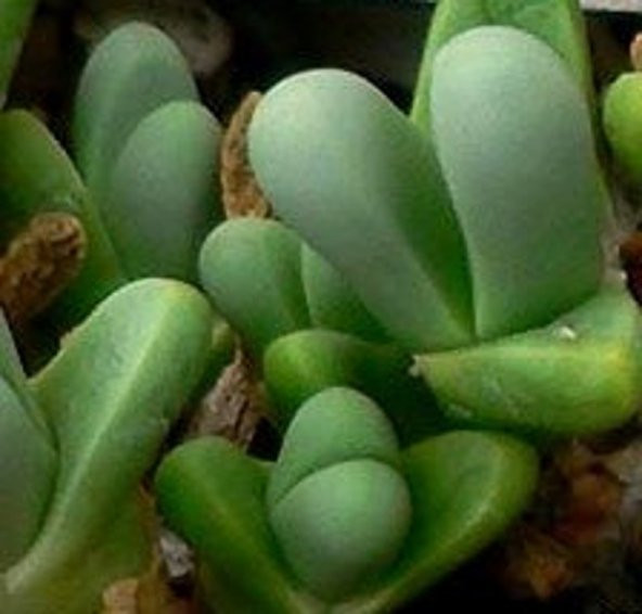Tohum Dünyam 10 Adet Argyroderma mix Succulent Tohumu - 2