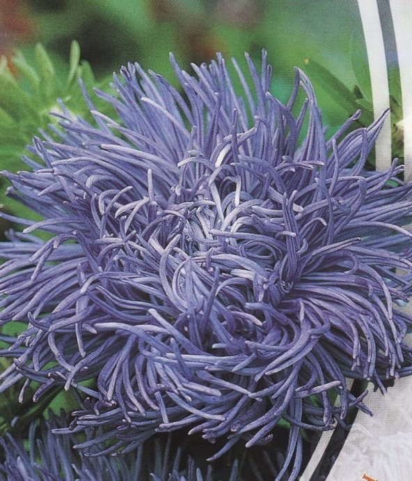 Tohum Dünyam 10 Adet Natural Aster Angora Tohumu