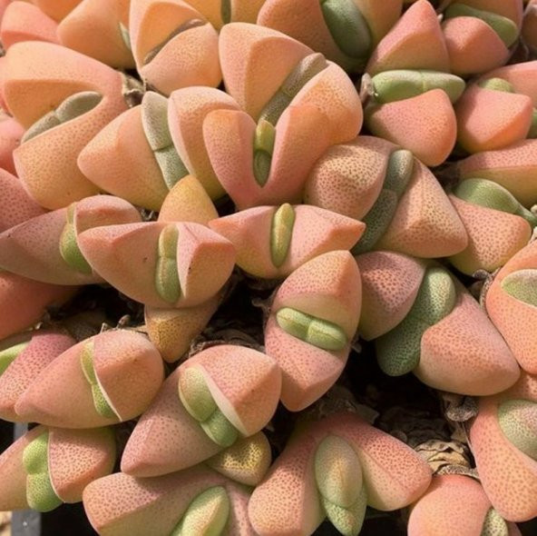 Tohum Dünyam 10 Adet Ihlenfeldtia Vanzylii Succulent Tohumu - 1