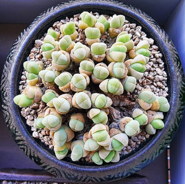 Tohum Dünyam 10 Adet Vanheerdea Divergens Succulent Tohumu ürün görseli 1