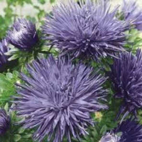Tohum Dünyam 10 Adet Natural Aster Angora Tohumu - 3
