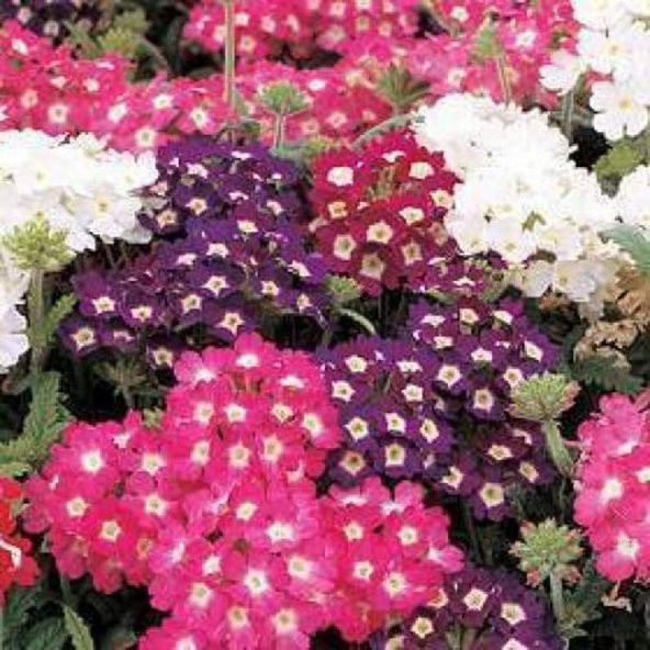 Tohum Dünyam 20 Adet MIXED COLORS VERBENA Tohumu