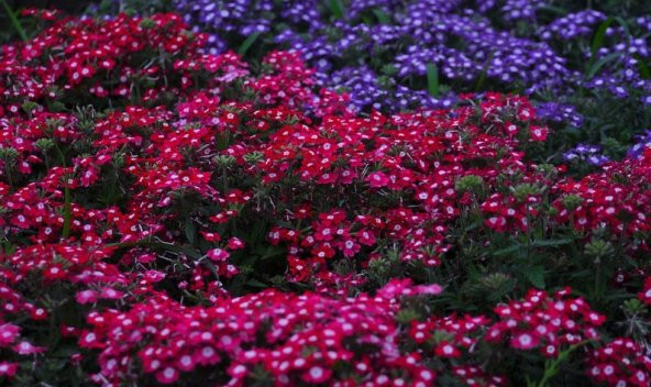 Tohum Dünyam 20 Adet MIXED COLORS VERBENA Tohumu - 3