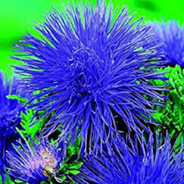 Tohum Dünyam 10 Adet Natural Aster Angora Tohumu - 5