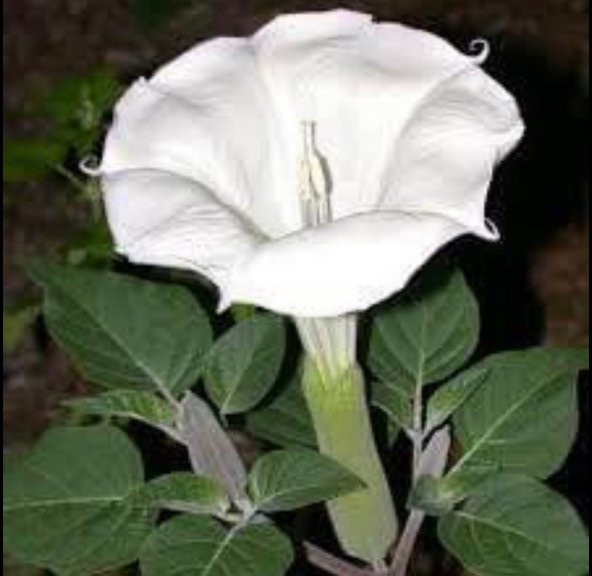 Tohum Dünyam 5 Adet Sacred Fragrant Moon Tohumu - 5