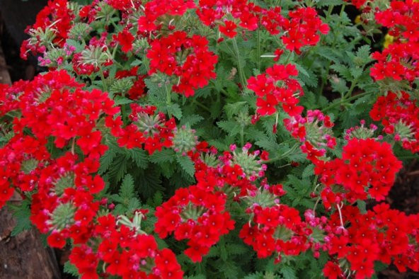 Tohum Dünyam 20 Adet MIXED COLORS VERBENA Tohumu - 5