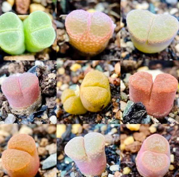 Tohum Dünyam 10 Adet MIX Ophthalmophyllum Succulent Tohumu - Resim 3