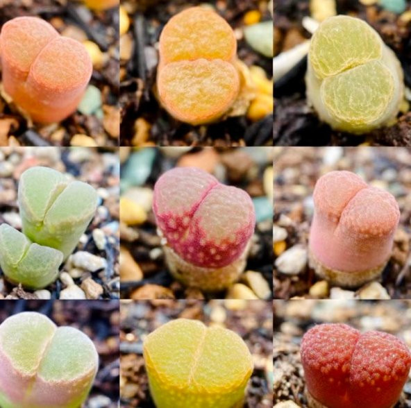 Tohum Dünyam 10 Adet MIX Ophthalmophyllum Succulent Tohumu - Resim 4
