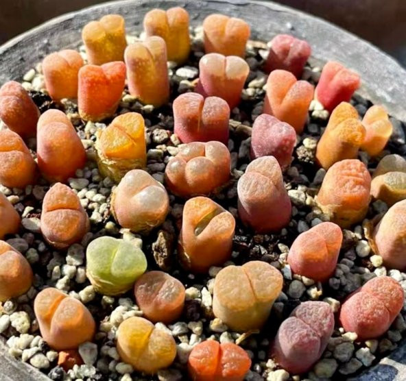 Tohum Dünyam 10 Adet MIX Ophthalmophyllum Succulent Tohumu - Resim 5