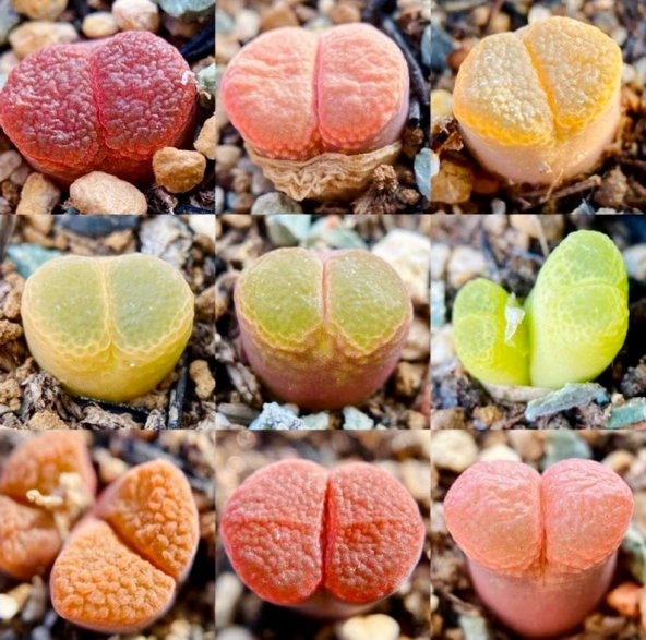 Tohum Dünyam 10 Adet MIX Ophthalmophyllum Succulent Tohumu