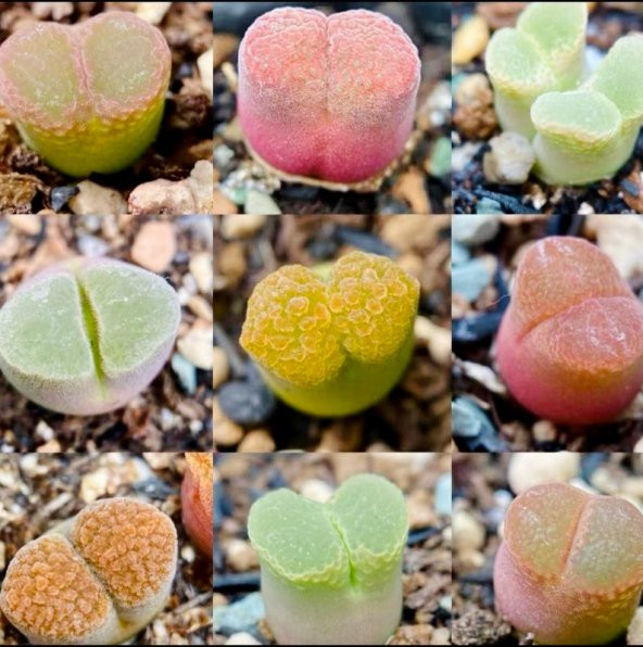 Tohum Dünyam 10 Adet MIX Ophthalmophyllum Succulent Tohumu - 2