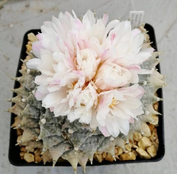 Tohum Dünyam 10 Adet Ariocarpus Furfuraceus Kaktüs Tohumu ürün görseli 1