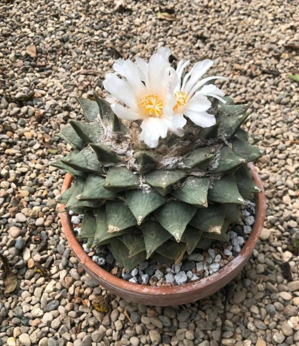 Tohum Dünyam 10 Adet Ariocarpus Furfuraceus Kaktüs Tohumu - Resim 2