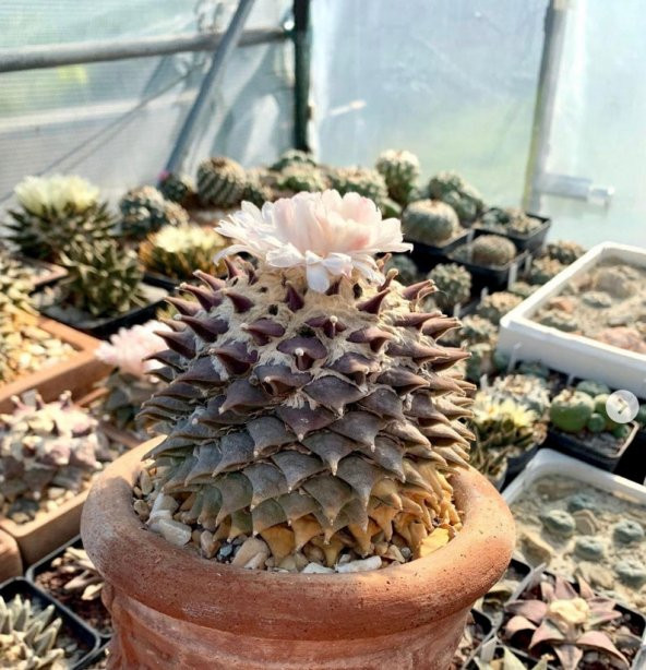 Tohum Dünyam 10 Adet Ariocarpus Furfuraceus Kaktüs Tohumu - Resim 3