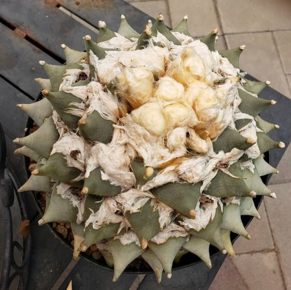 Tohum Dünyam 10 Adet Ariocarpus Furfuraceus Kaktüs Tohumu - Resim 4