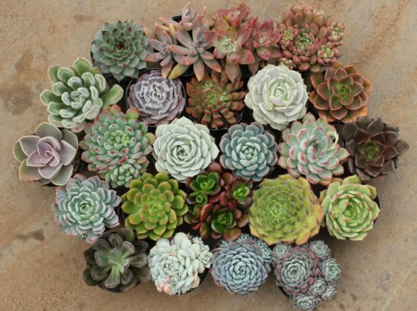 Tohum Dünyam 10 Adet Echeveria Mixed Succulent Tohumu ürün görseli 1