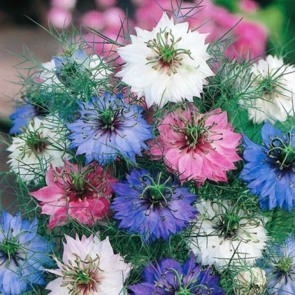 Tohum Dünyam 10 Adet Nigella Damascus Mix Tohumu - 2