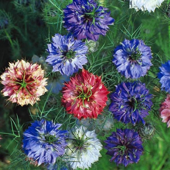 Tohum Dünyam 10 Adet Nigella Damascus Mix Tohumu - 3