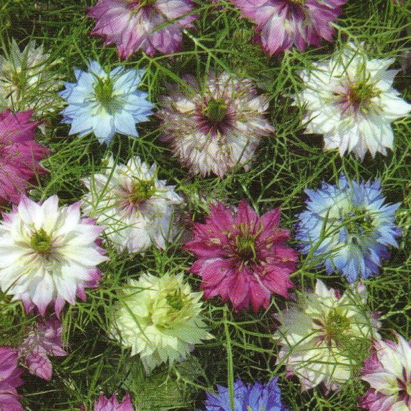 Tohum Dünyam 10 Adet Nigella Damascus Mix Tohumu - 4