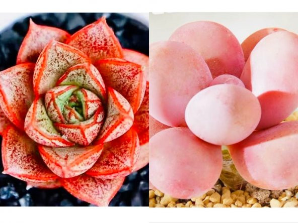 Tohum Dünyam 10 Adet Echeveria purpusorum Succulent Tohumu