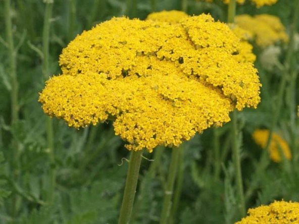 Tohum Dünyam 10 Adet Gold Yarrow Wildflower Tohumu