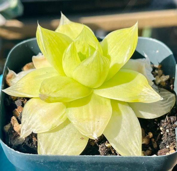 Tohum Dünyam 10 Adet Haworthia xantha gold aka Succulent Tohumu - 2