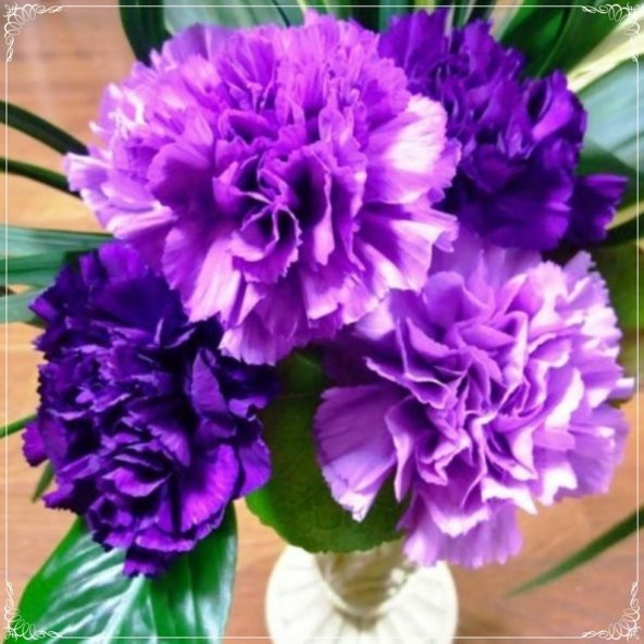 Tohum Dünyam 10 Adet Chabaud Violet Multilayer Carnation Tohumu