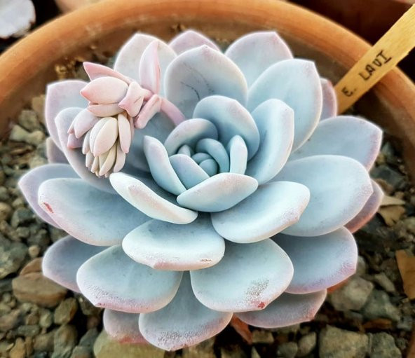 Tohum Dünyam 10 Adet Rare Echeveria Laui Blue Succulent Tohumu