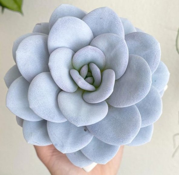 Tohum Dünyam 10 Adet Echeveria Laui Snow Lotus Succulent Tohumu - 1