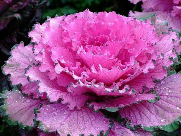 Tohum Dünyam 5 Adet Edible Cabbage Ornamental Fringed Mix Tohumu