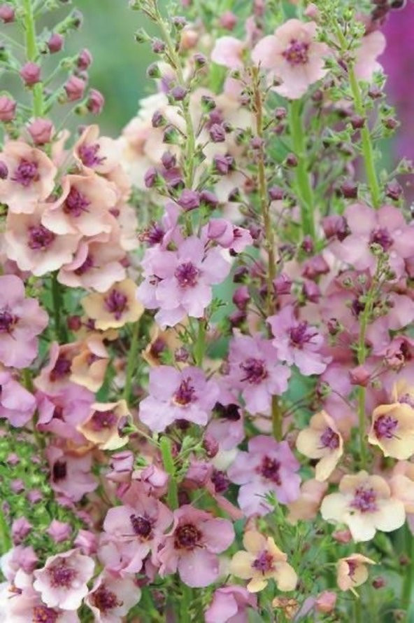 Tohum Dünyam 10 Adet Verbascum Phoenicium Mix Tohumu