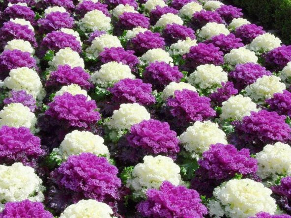 Tohum Dünyam 5 Adet Edible Cabbage Ornamental Fringed Mix Tohumu - 2