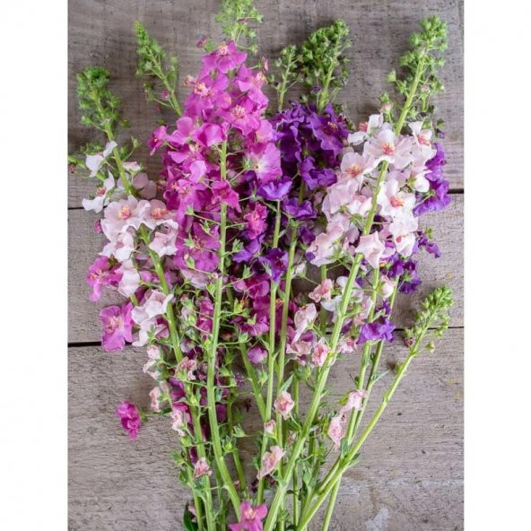 Tohum Dünyam 10 Adet Verbascum Phoenicium Mix Tohumu - 2