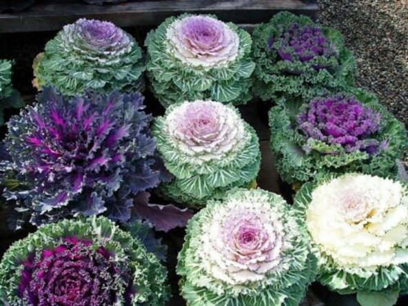Tohum Dünyam 5 Adet Edible Cabbage Ornamental Fringed Mix Tohumu - 3