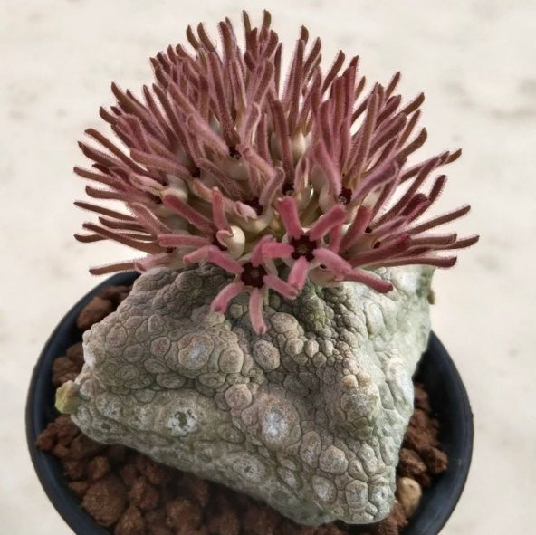 Tohum Dünyam 10 Adet Pseudolithos Cubiformis Succulent Tohumu - 3