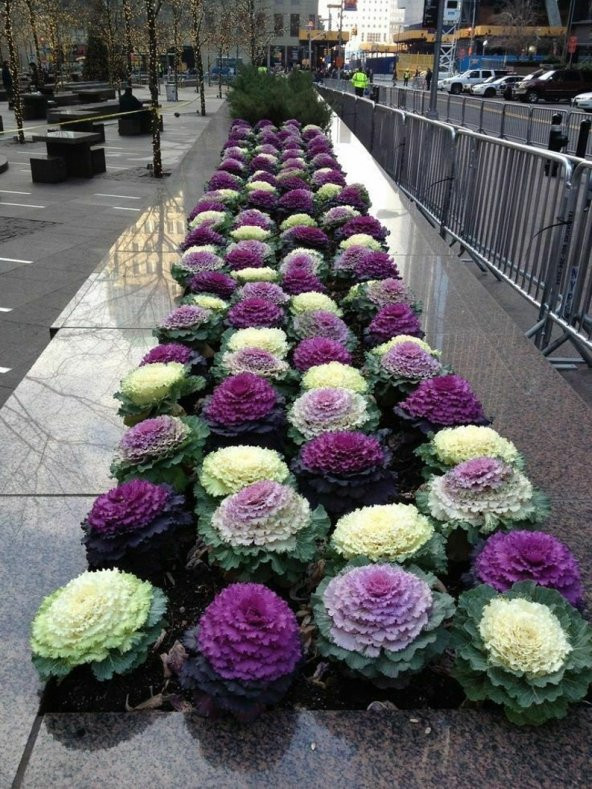Tohum Dünyam 5 Adet Edible Cabbage Ornamental Fringed Mix Tohumu - 4
