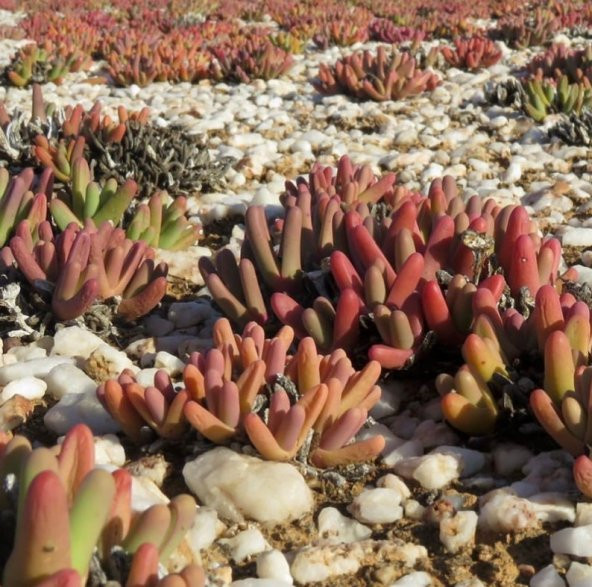 Tohum Dünyam 10 Adet Argyroderma Fissum Succulent Tohumu