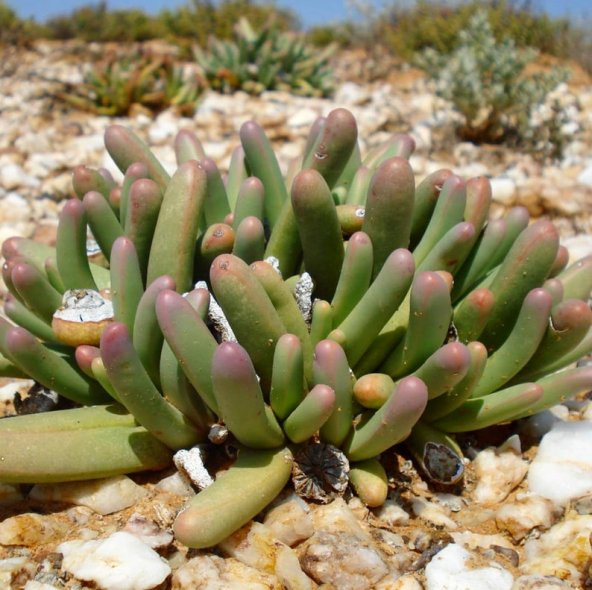Tohum Dünyam 10 Adet Argyroderma Fissum Succulent Tohumu - Resim 2