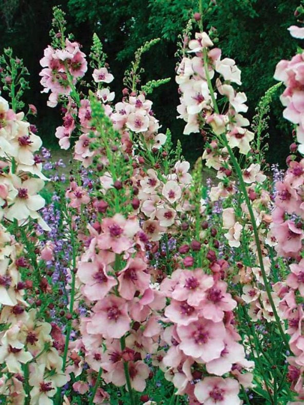 Tohum Dünyam 10 Adet Verbascum Phoenicium Mix Tohumu - 3