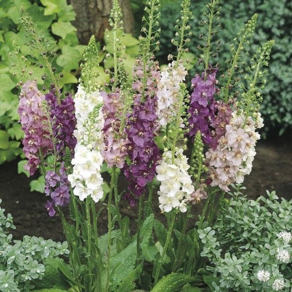 Tohum Dünyam 10 Adet Verbascum Phoenicium Mix Tohumu - 4