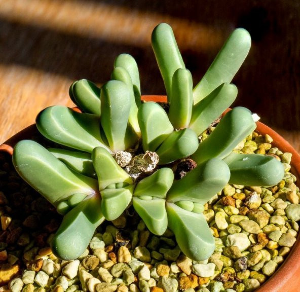 Tohum Dünyam 10 Adet Argyroderma Fissum Succulent Tohumu - Resim 3