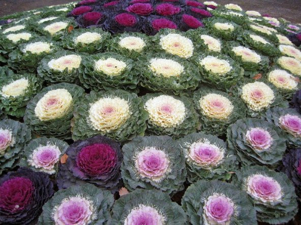 Tohum Dünyam 5 Adet Edible Cabbage Ornamental Fringed Mix Tohumu - 5