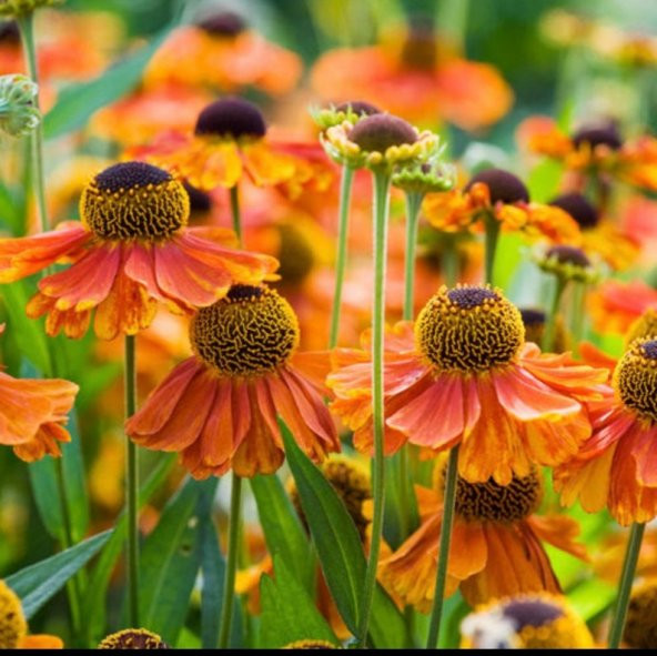 Tohum Dünyam 10 Adet Sneezeweed Autumnale Perennial Tohumu - Resim 2