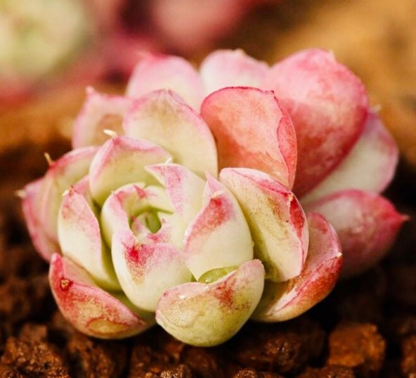 Tohum Dünyam 10 Adet Echeveria hyaliana X Alba Succulent Tohumu - 2