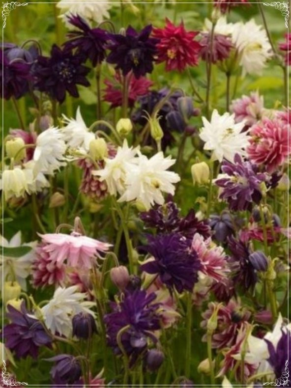 Tohum Dünyam 10 Adet Mixed Multicolored Aquilegia Tohumu