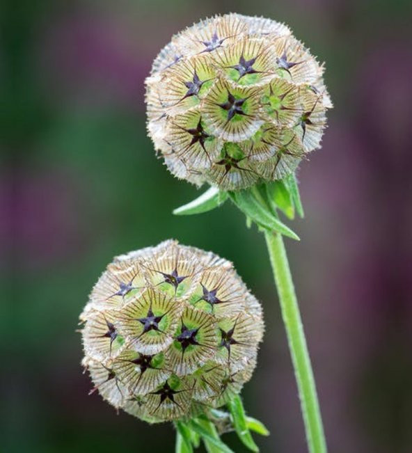 Tohum Dünyam 5 Adet SCABIOSA STERNKUGEL’ Tohumu