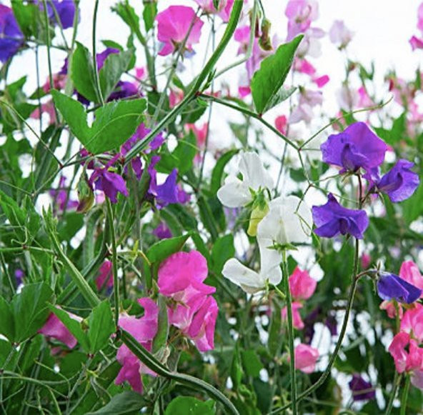 Tohum Dünyam 10 Adet Royal Family Mix Sweet Pea Tohumu - 6