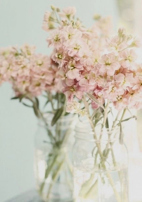 Tohum Dünyam 5 Adet Apricot Matthiola incana Tohumu - 2