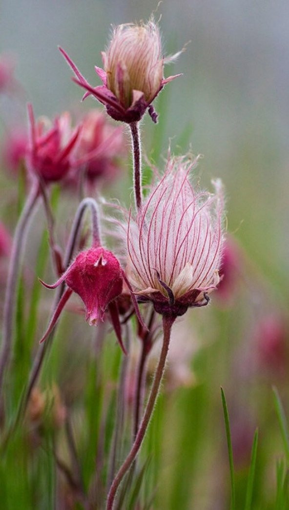Tohum Dünyam 10 Adet Prairie Smoke, Geum Triflorum Tohumu - Resim 3