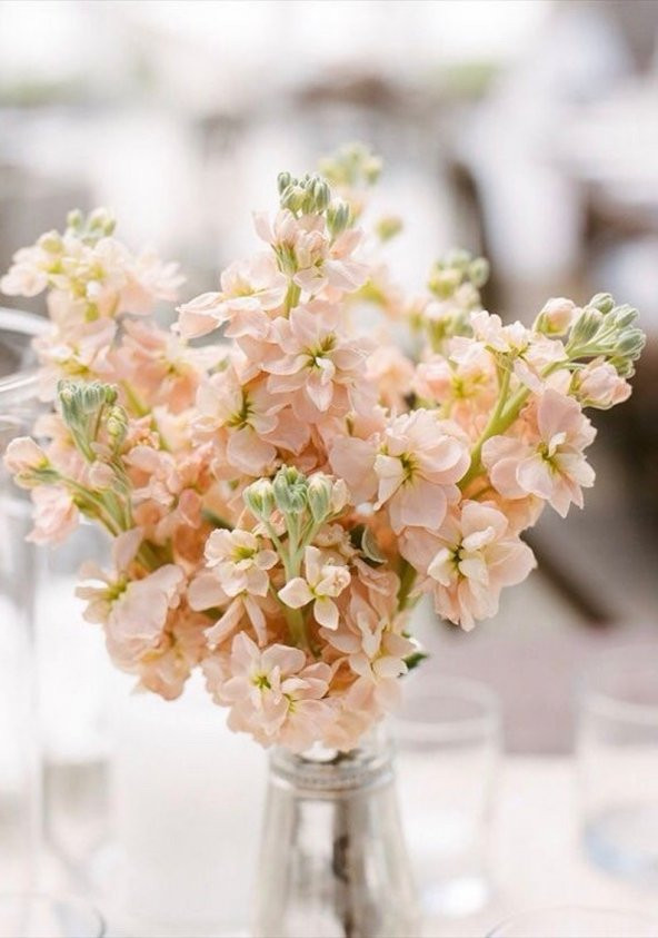 Tohum Dünyam 5 Adet Apricot Matthiola incana Tohumu - 3